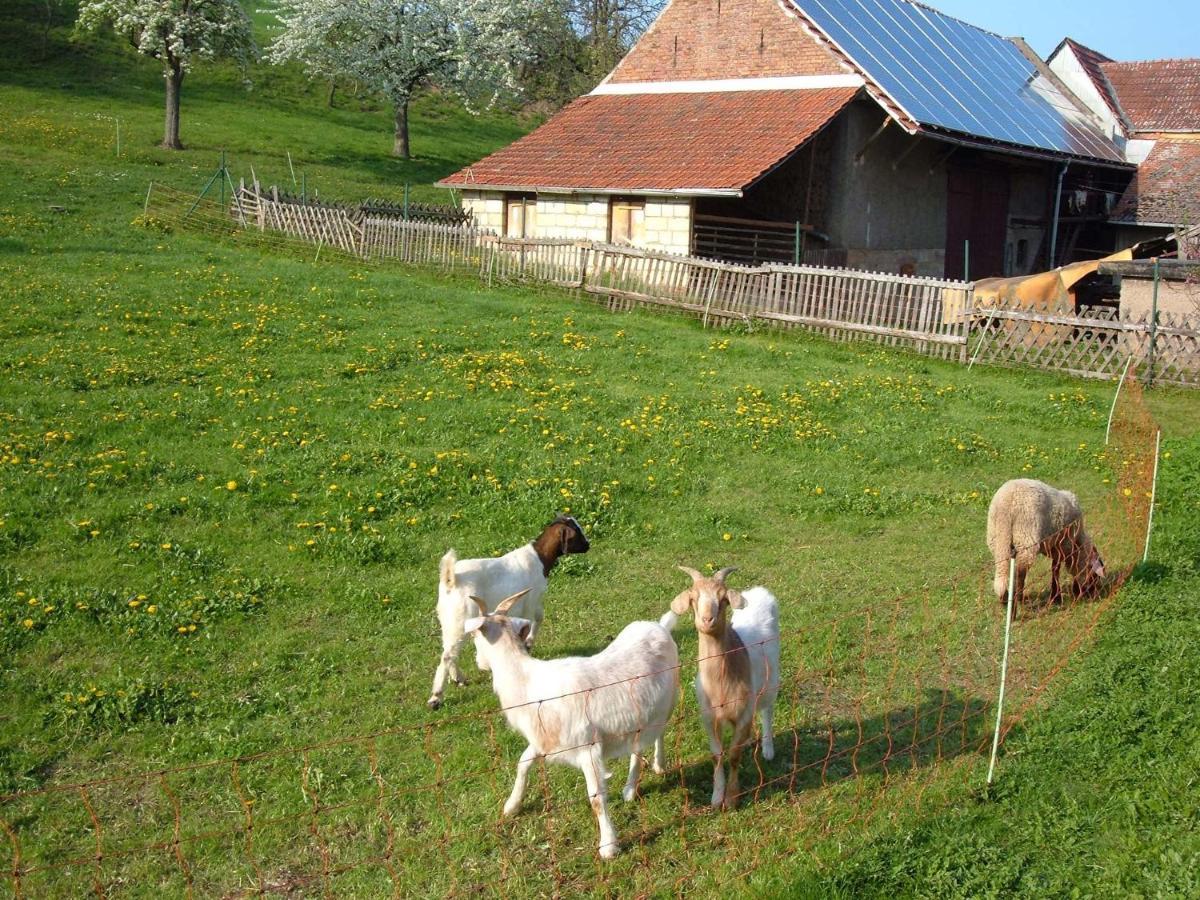 Ferienwohnungen "Allerleigruen" Langenroda Exterior photo